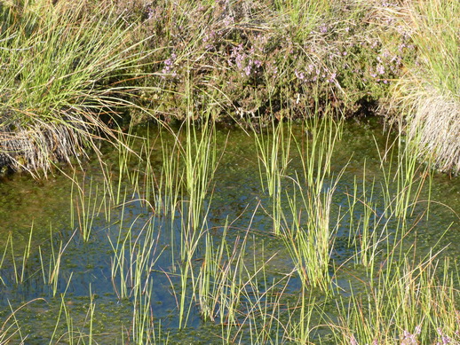   moorwanderung Rotes  MoorWanderweg moorwanderung  moorwanderungen  Rotes  Moor