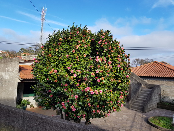 Madeira 2017  Levadawanderung  Camninho de Rochao Madeira 2017   Levadawanderung  Camninho de Rochao 