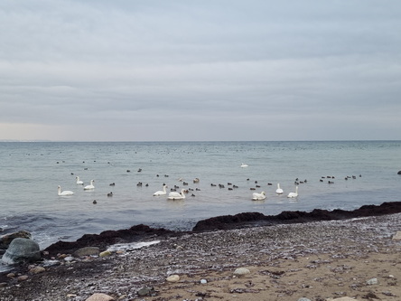 Wanderung Niendorf TraveMünde am vereisten Strand entlang