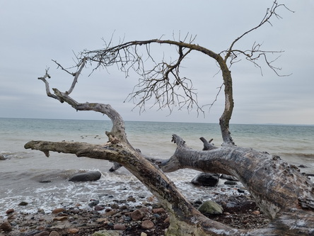 Wanderung Niendorf TraveMünde am vereisten Strand entlang