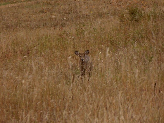 deer   Montreal Laurentides Mont Tremblant Montreal Laurentides Mont Tremblant 