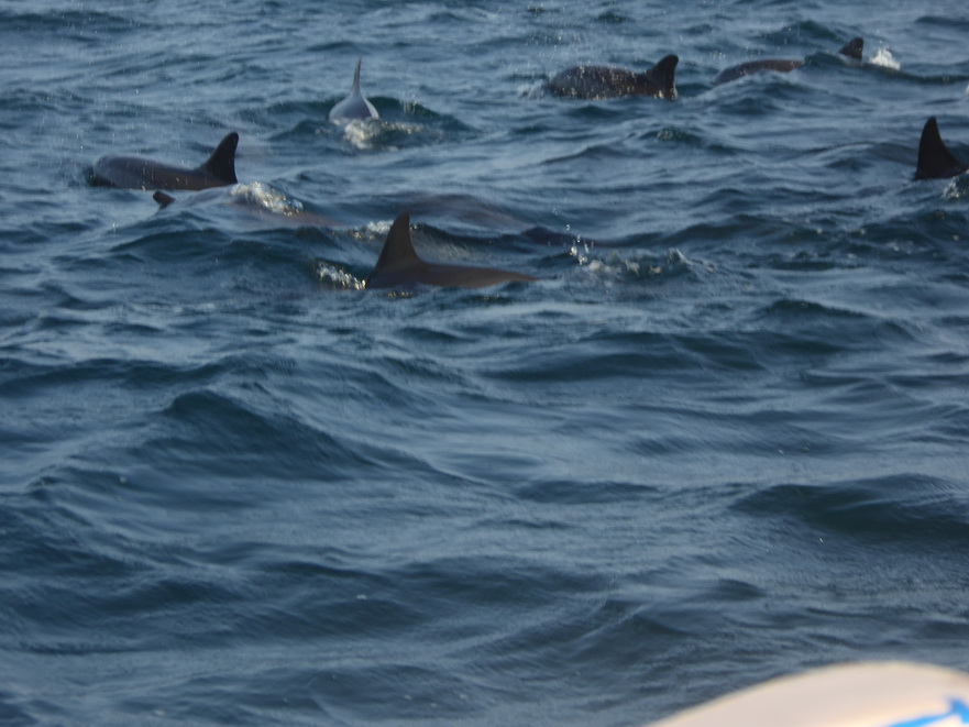 palagama beach    Dolphins Indian Ocean Dolphin Watching in Kalpitiya