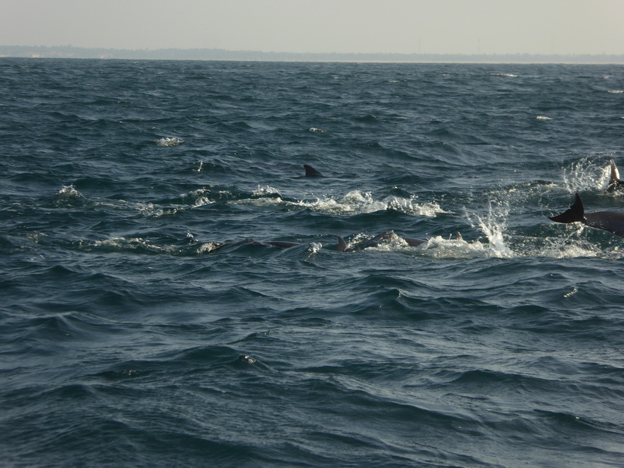   palagamabeach.com   Dolphins Indian Ocean Dolphin Watching in Kalpitiyapalagamabeach.com Dolphins Dolphin Watching in Kalpitiya