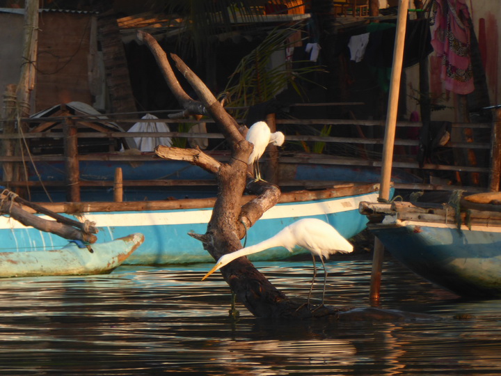 Negombo Boatsafari Mangroves 