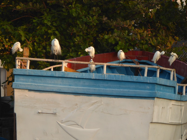 Negombo Boatsafari Mangroves 