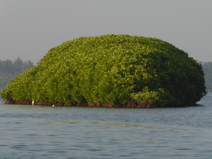 Negombo Boatsafari Mangroves 