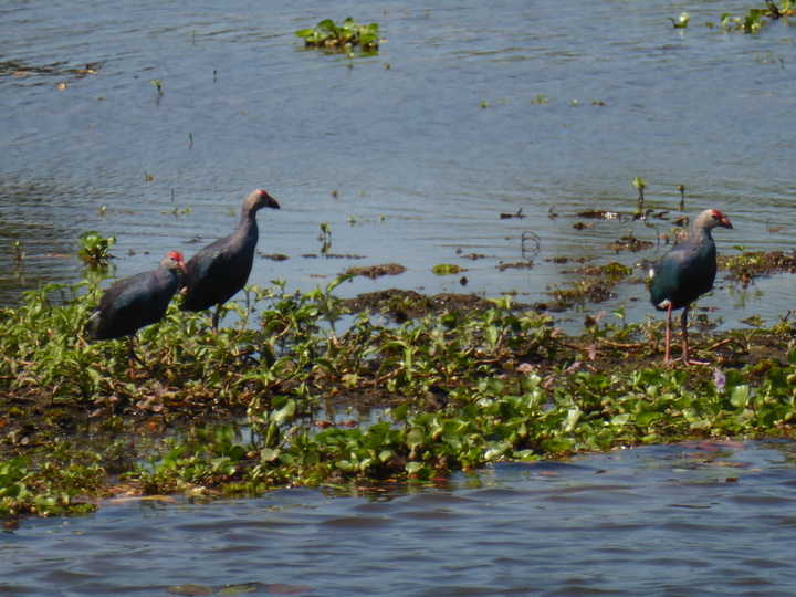 Anawilundawa Purple Swamphen