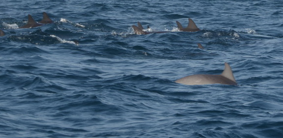 palagama beach    Dolphins Indian Ocean Dolphin Watching in Kalpitiya