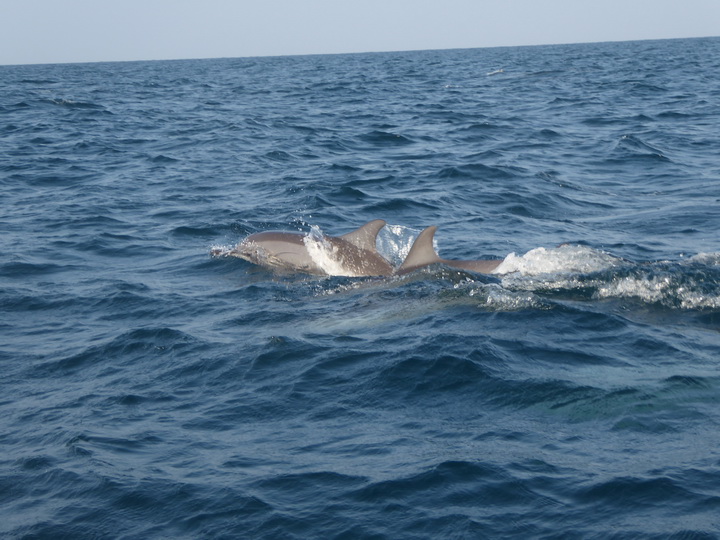 palagama beach    Dolphins Indian Ocean Dolphin Watching in Kalpitiya