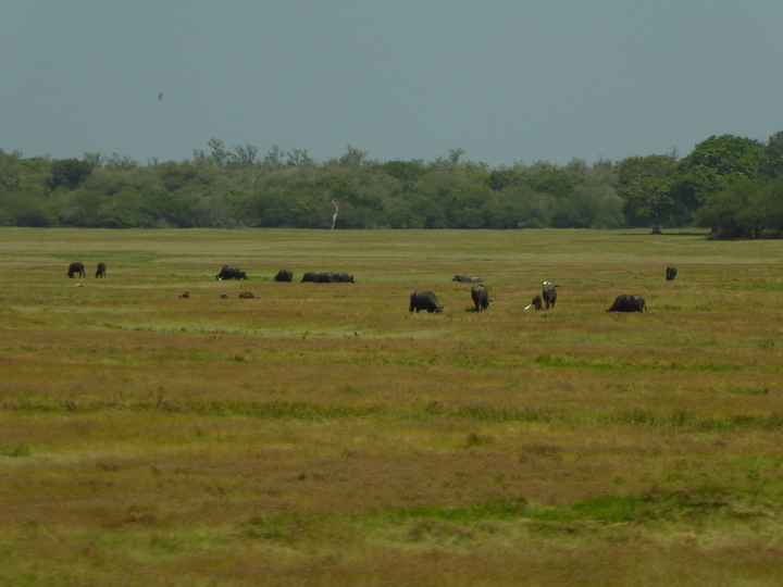   Kalpitiya  Wilpattu NPKalpitiya  Wilpattu NP