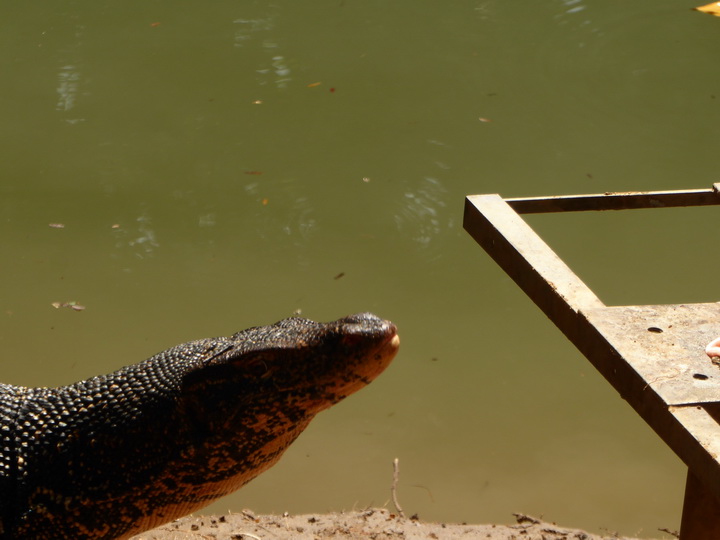 WAter Monitor Lizard 