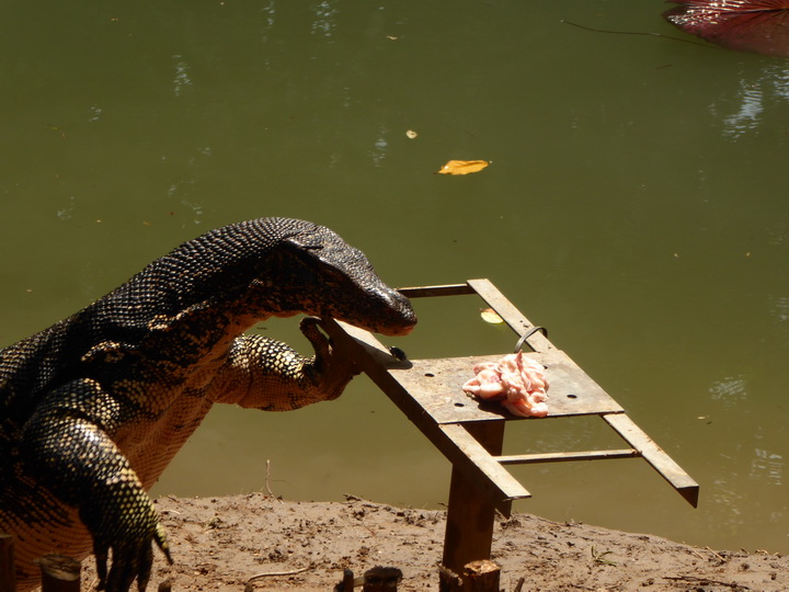 WAter Monitor Lizard 