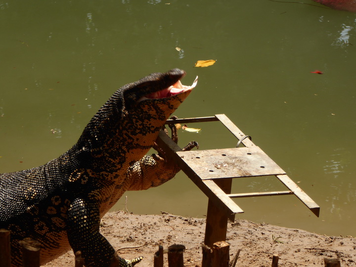 WAter Monitor Lizard 