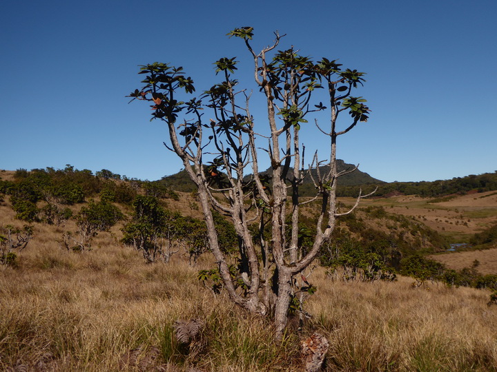 Trekking to Great World's End Drop Hortons Plains Nuwara Eliya 