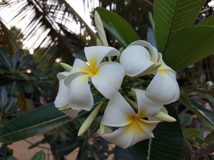 palagamabeach.com Palagama Beach Kalpitiya frangipani