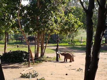 Elephant Transit Camp  Udawalawe