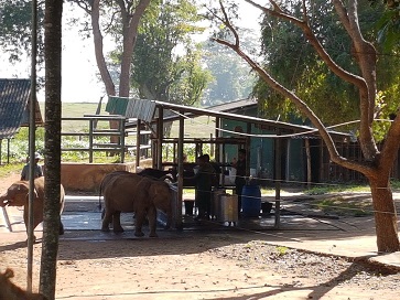 Elephant Transit Camp  Udawalawe