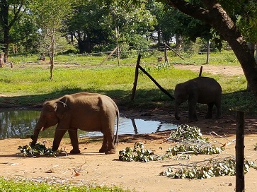 Elephant Transit Camp  Udawalawe