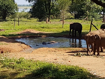 Elephant Transit Camp  Udawalawe