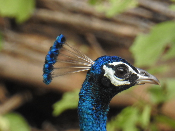 Wilpattu NP   peacock