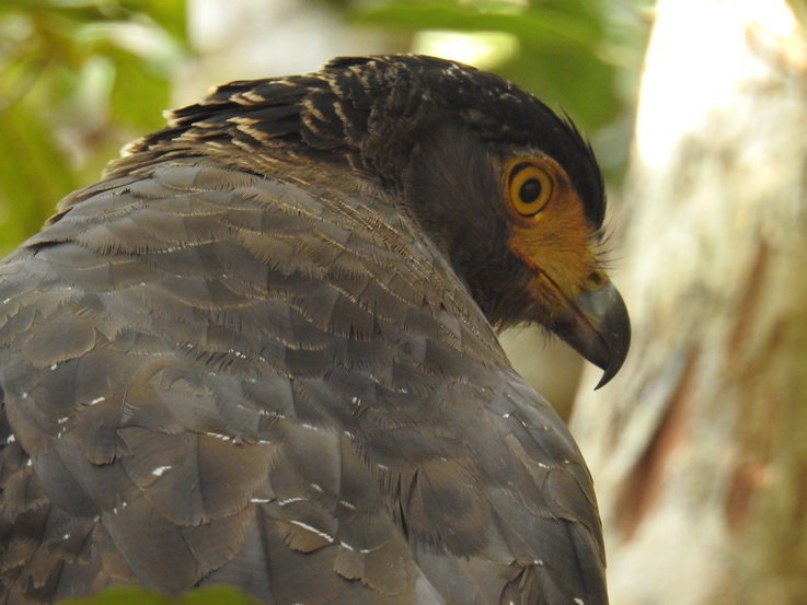 Wilpattu NP Wilpattu National Park Camp Kulu Safaris crested Serpent eagle