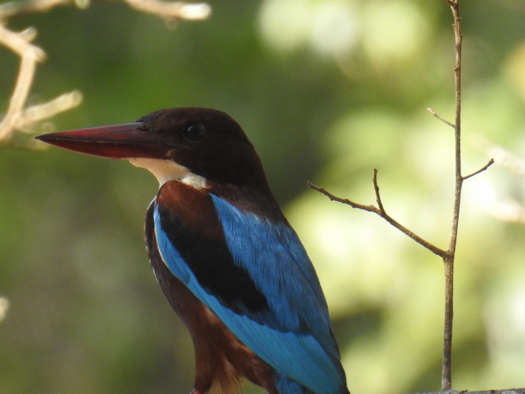 white throated Kingfisher