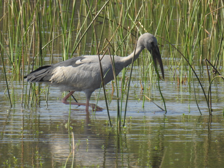 Wilpattu NP Open billed stork