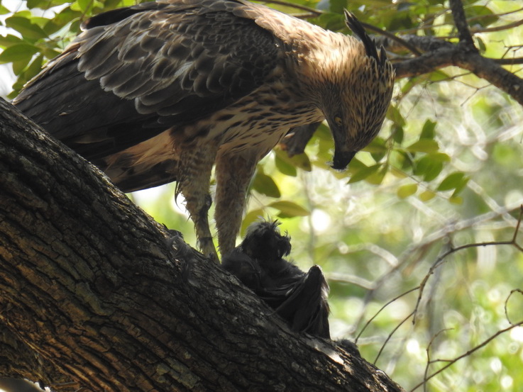 Wilpattu National Park Camp Kulu Safaris crested Serpent eagle