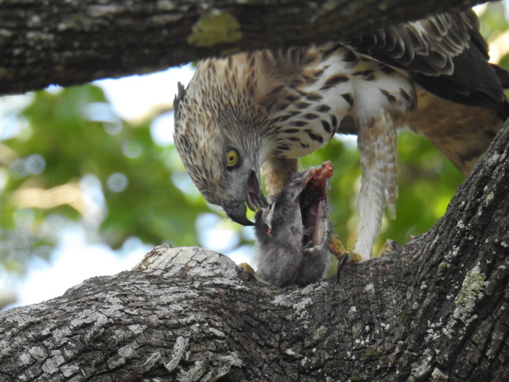 Wilpattu NP Wilpattu National Park Camp Kulu Safaris crested Serpent eagle