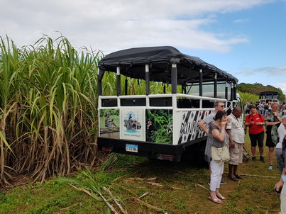 Domrep La Romana  ZuckerrohrfelderDomrep La Romana  Zuckerrohrplantage