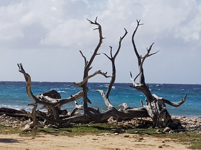   Bonaire Conch Berge MuschelbergeBonaire Bonaire Conch Berge Muschelberge