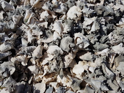 Bonaire Conch Berge MuschelbergeBonaire Bonaire Conch Berge Muschelberge