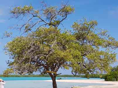   Bonaire Schnorcheln mit MeeresschildkrteBonaire Schnorcheln mit Meeresschildkrten