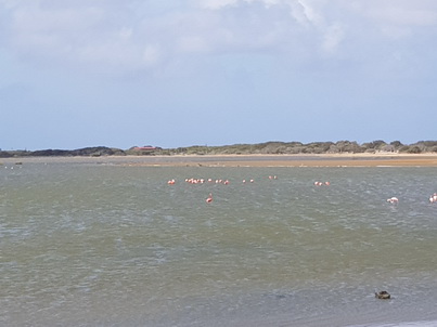 Bonaire Flamingos Flamingo