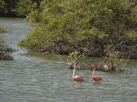 Bonaire Flamingos Flamingo