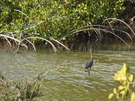 Bonaire Greyheron  Tricolored Heron  Bonaire Heron  Reddish Heron 