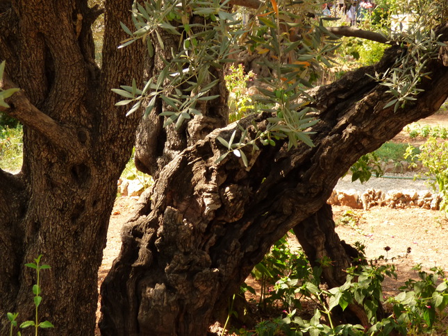 JERUSALEM Garten gethsemane