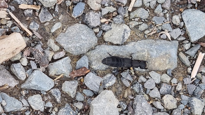   Schwarzer Moderkäfer devil's coach horse beetle Schwarzer Moderkäfer devil's coach horse beetle