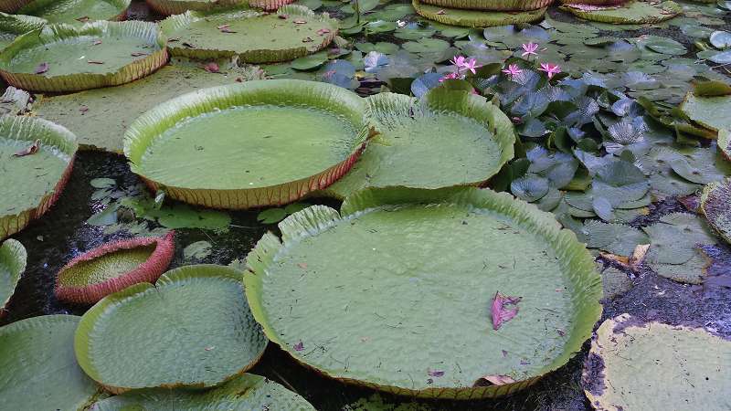 Mauritius Botanischer Garten  Sir Seewoosagur Ramgoolam Botanical Garden Pampelmousse