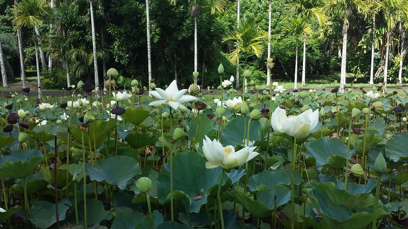 Mauritius Botanischer Garten  Sir Seewoosagur Ramgoolam Botanical Garden Pampelmousse