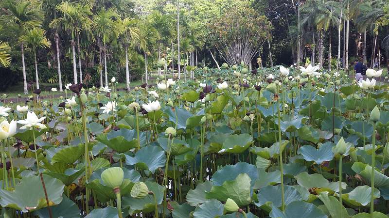 Mauritius Botanischer Garten  Sir Seewoosagur Ramgoolam Botanical Garden Pampelmousse