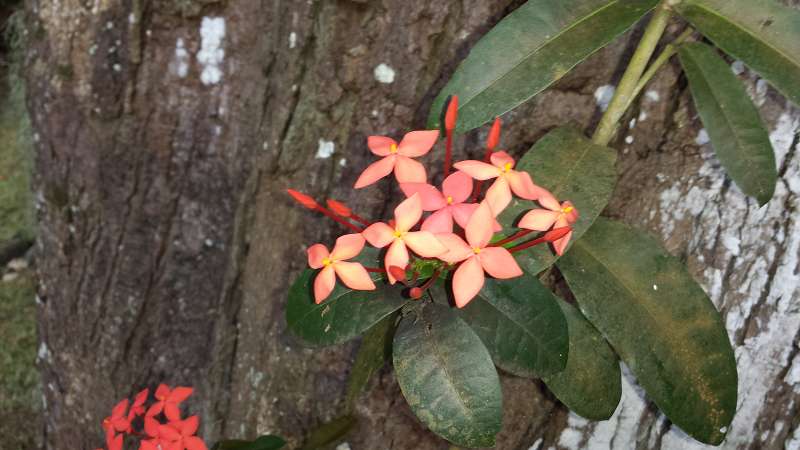 Mauritius Botanischer Garten  Sir Seewoosagur Ramgoolam Botanical Garden Pampelmousse