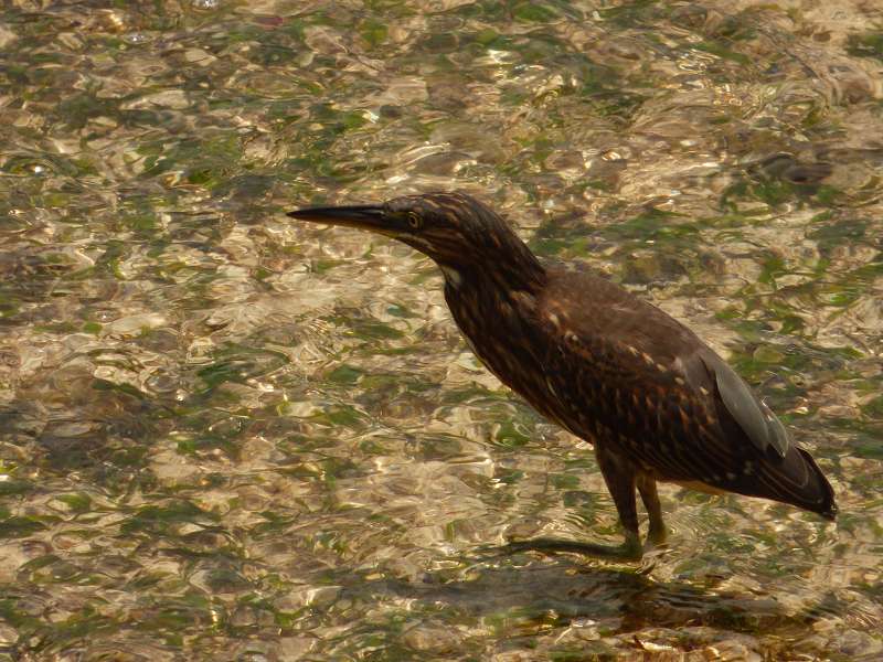 Hilton Northolme Seychelles Vögel Reiher am Ufer 