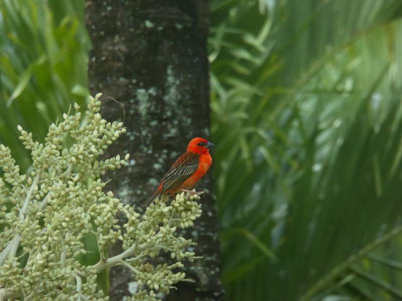 Mauritius Cap Webervogels Le Victoria Beachcomber Hotel Mauritius Vögel