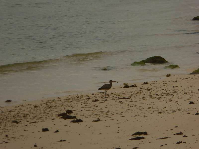 Mauritius Rotohrbülbül (Pycnonotus jocosus)  Le Victoria Beachcomber Hotel Mauritius Vögel