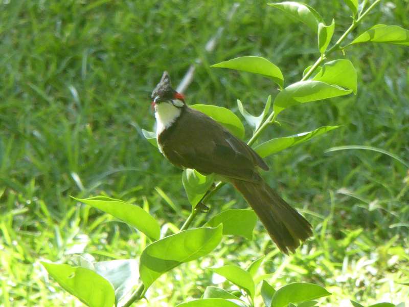 Mauritius Rotohrbülbül (Pycnonotus jocosus)  Le Victoria Beachcomber Hotel Mauritius Vögel