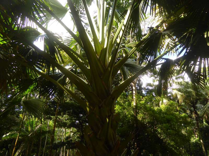 Mauritius Botanischer Garten  Sir Seewoosagur Ramgoolam Botanical Garden Pampelmousse