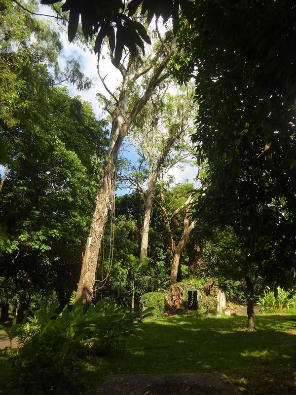 Mauritius Botanischer Garten  Sir Seewoosagur Ramgoolam Botanical Garden Pampelmousse