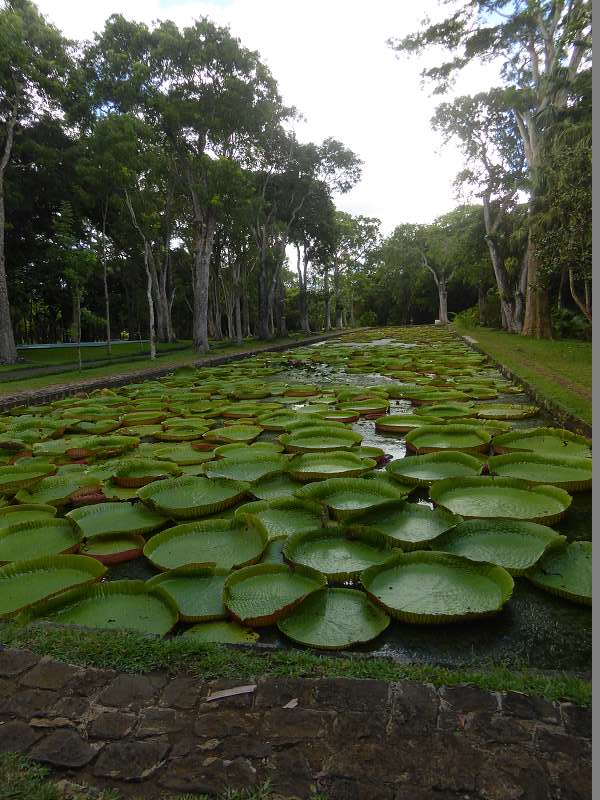   Mauritius Botanischer Garten  Sir Seewoosagur Ramgoolam Botanical Garden PampelmousseMauritius Botanischer Garten  Sir Seewoosagur Ramgoolam Botanical Garden Pampelmousse