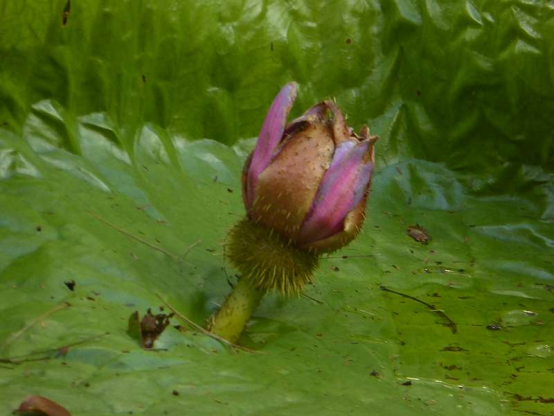 Mauritius Botanischer Garten  Sir Seewoosagur Ramgoolam  Hybride Victoria amazonica × Victoria cruziana